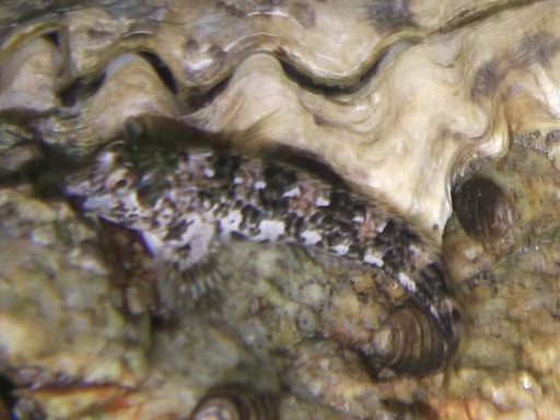Mordocet (Blennius pholis)