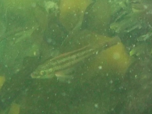 Crenilabre Melops