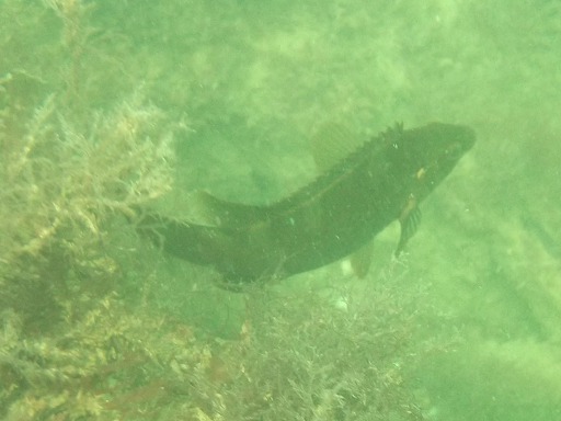 Crénilabre Mélops (Crenilabrus melops)