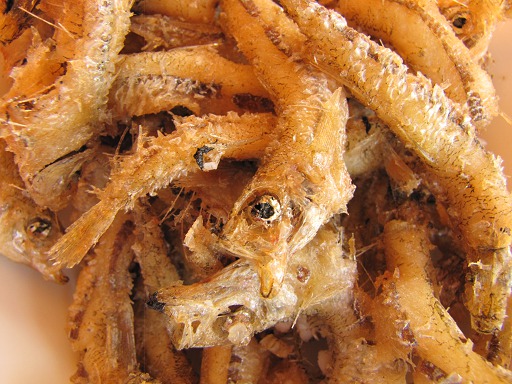 perlans (Osmerus eperlanus)