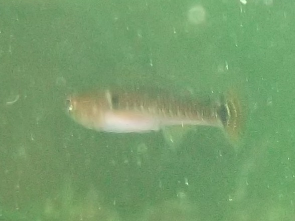 Gobie nageur (Gobiusculus Flavescens - Gobius rothensparri)