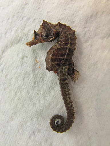 Hippocampe (Hyppocampus)