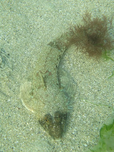 Mordocet (Lypophrys pholis)
