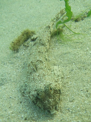 Mordocet (Blennius pholis)