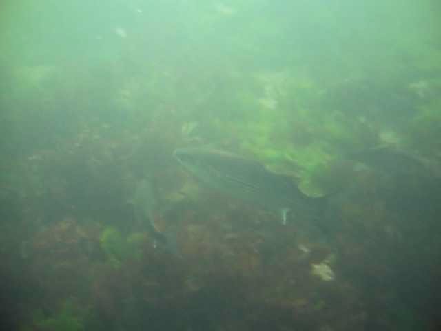 Mugil chelo