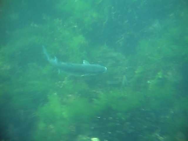 Chelon Labrosus