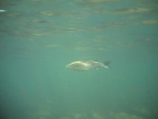 Mulets (Chelon Labrosus)