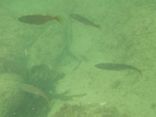 Mulet (Chelon Labrosus)