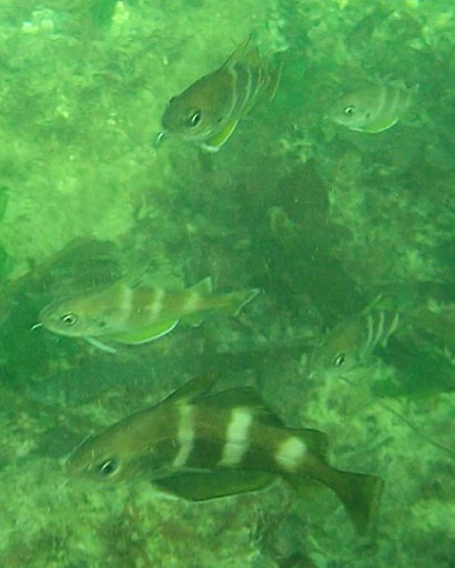 Trisopterus luscus