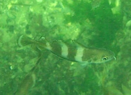 Tacaud