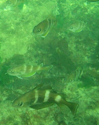 Tacauds communs (Trisopterus luscus)
