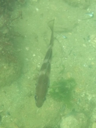 Tacaud