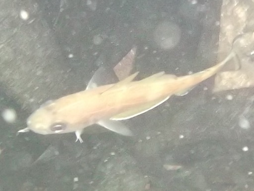 tacaud commun (Trisopterus luscus)