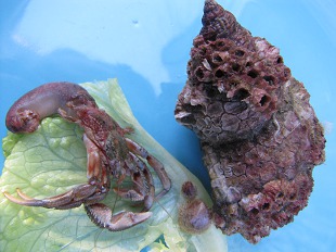 Bernard l'Hermite et sa coquille