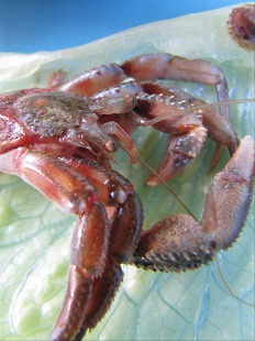 Pinces du Bernard l'Hermite