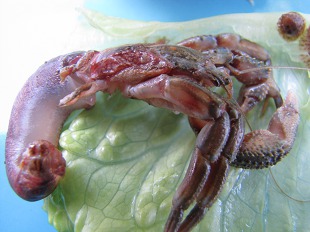 Pagurus bernhandus (Linnaeus)
