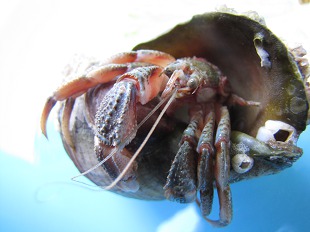 Pagurus bernhandus (Linnaeus)