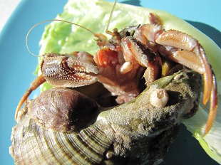 Bernard l'Hermite dans sa coquille