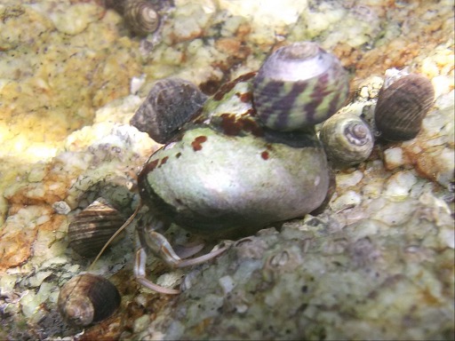 Pagurus prideauxi Leach