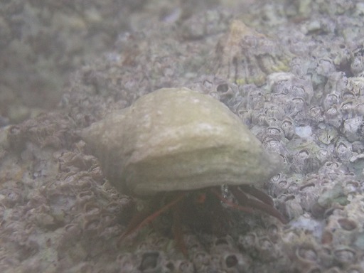 Coquille de Bernard l'Hermite