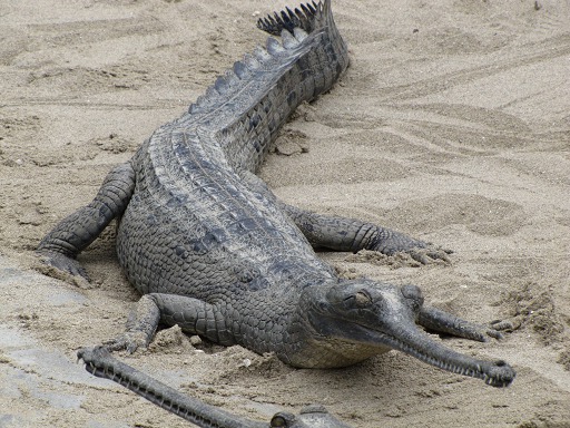 Crocodile