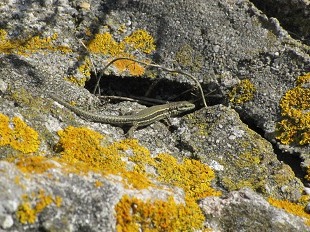 Lézard