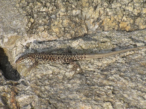 Lézard