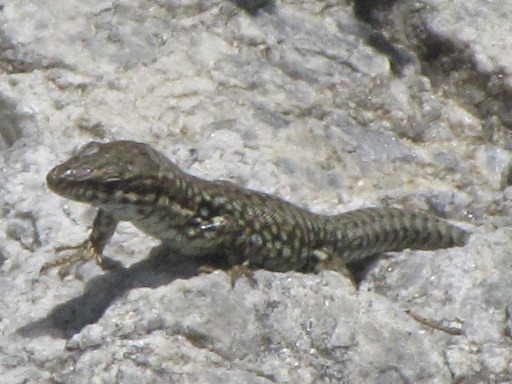 Lézard
