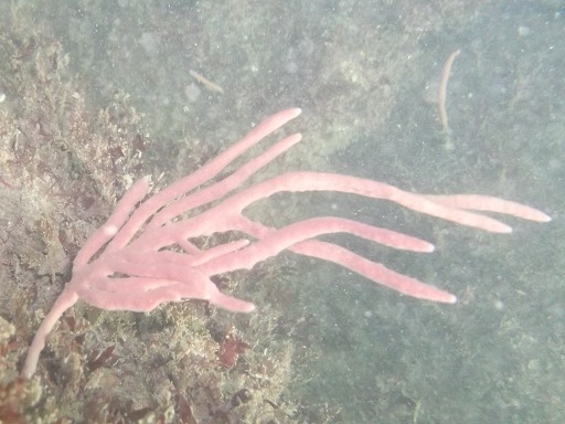 Chaline - Haliclona oculata (Haliclonidae)