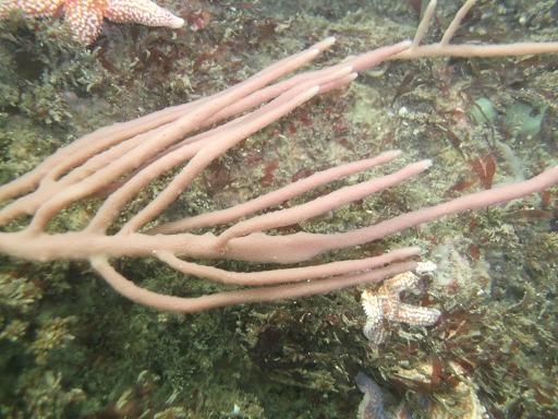 Spongiaire: Chaline (Haliclonidae)