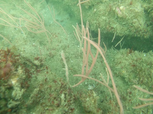 Chaline (Haliclonidae)