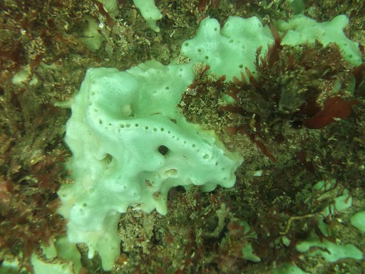 Eponge: Halicondria panicea (Halicondriidae)